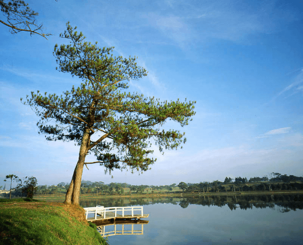 Vé máy bay Đà Nẵng đi Đà Lạt giá rẻ