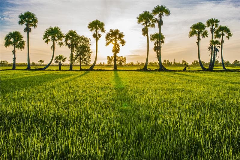 An Giang – Rừng Trà Sư