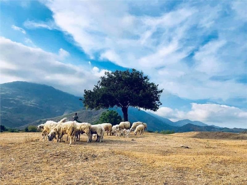 Combo sieu hot Nha Trang khách sạn 4sao + Tour checkin Đồng Cừu - Hang Rái - Vĩnh Hy - Vườn Nho - Đồi Cát Nam Cường