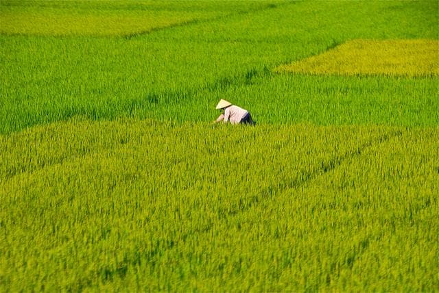Vé máy bay Hàn Quốc đi Việt Nam giá rẻ
