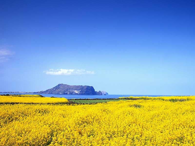 Vé máy bay TP. Hồ Chí Minh đi Jeju giá rẻ